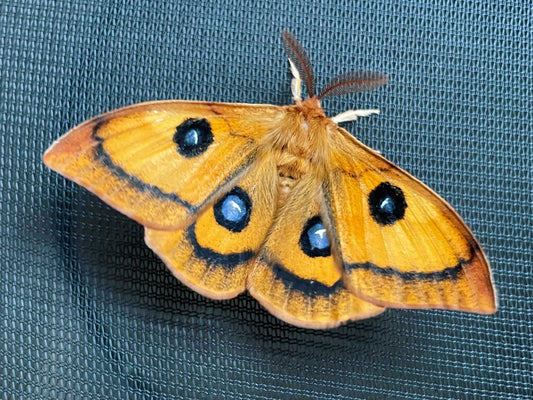 Live moth eggs, caterpillars and pupae for sale online UK