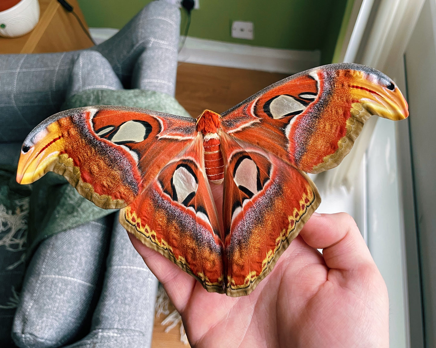 Live butterflies and moths for sale online UK. Order eggs, caterpillars, pupae, and cocoons. Watch the lifecycle unfold with insects to rear at home!