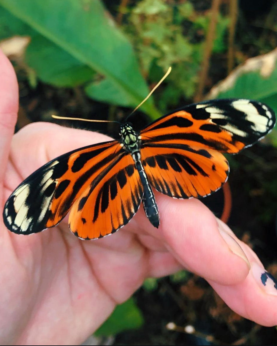 Live butterfly pupae for sale online UK