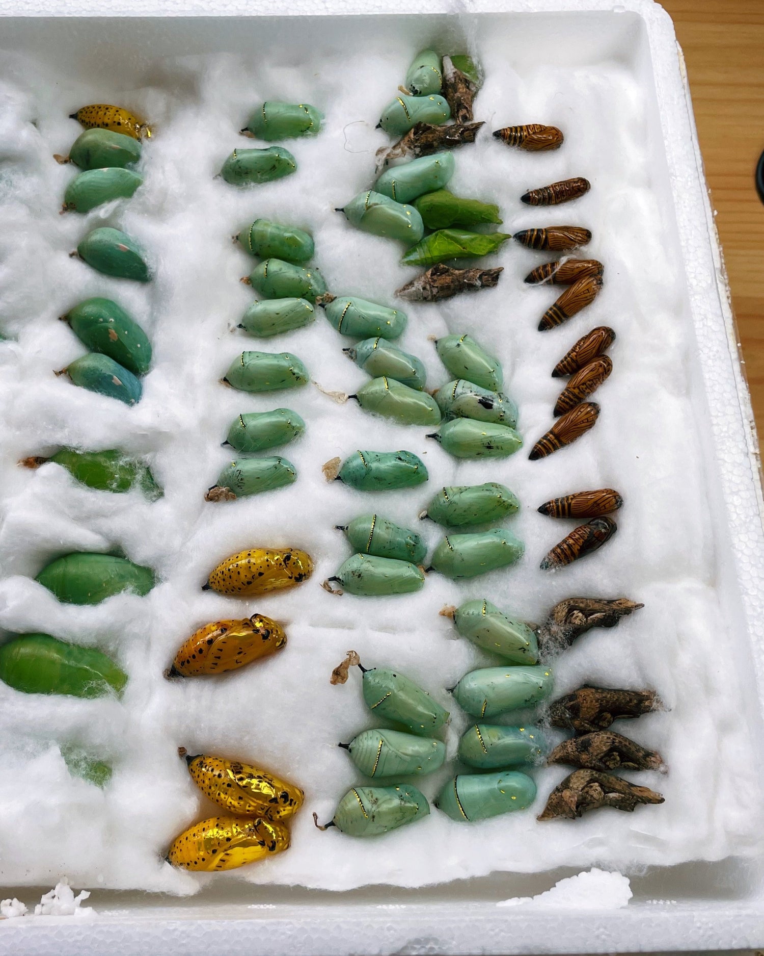 Live butterfly pupae for sale online UK