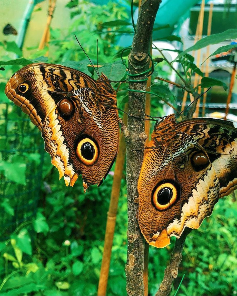 Live butterflies and moths for sale online UK. Order eggs, caterpillars, pupae, and cocoons. Watch the lifecycle unfold with insects to rear at home!