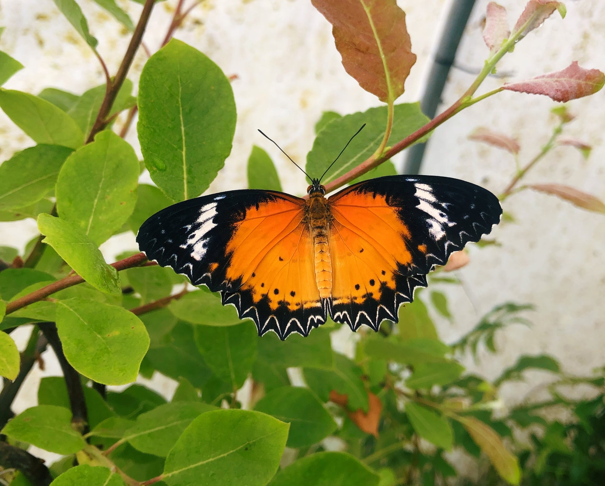 Live butterflies and moths for sale online UK. Order eggs, caterpillars, pupae, and cocoons. Watch the lifecycle unfold with insects to rear at home!