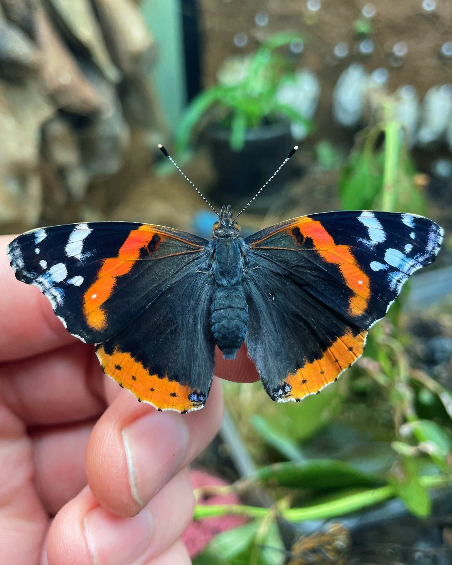 Live butterflies and moths for sale online UK. Order eggs, caterpillars, pupae, and cocoons. Watch the lifecycle unfold with insects to rear at home!