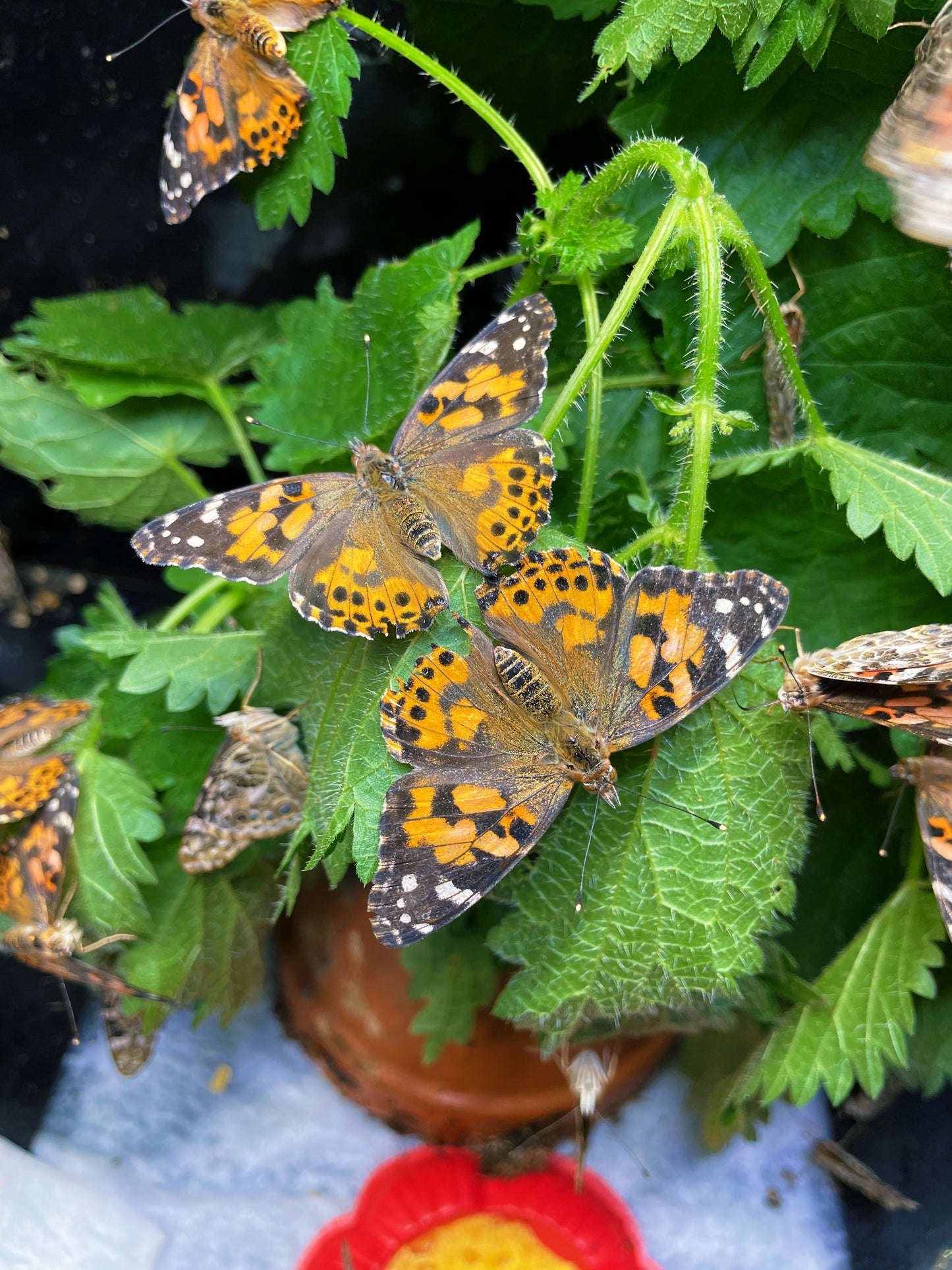 Live butterflies and moths for sale online UK. Order eggs, caterpillars, pupae, and cocoons. Watch the lifecycle unfold with insects to rear at home!