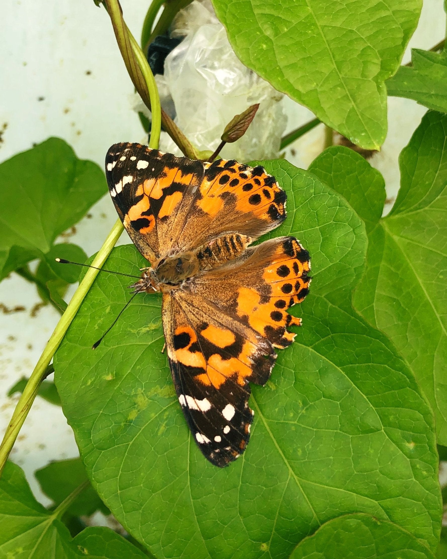 Live butterflies and moths for sale online UK. Order eggs, caterpillars, pupae, and cocoons. Watch the lifecycle unfold with insects to rear at home!