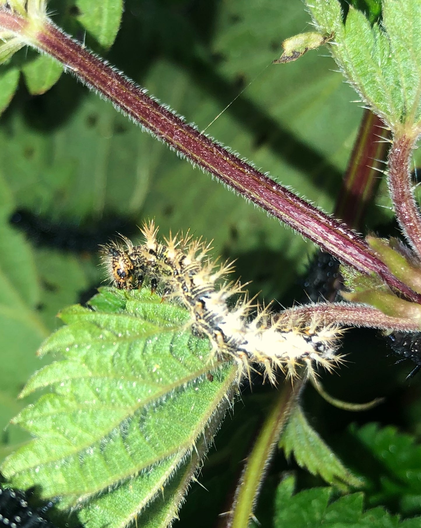 Live butterflies and moths for sale online UK. Order eggs, caterpillars, pupae, and cocoons. Watch the lifecycle unfold with insects to rear at home!