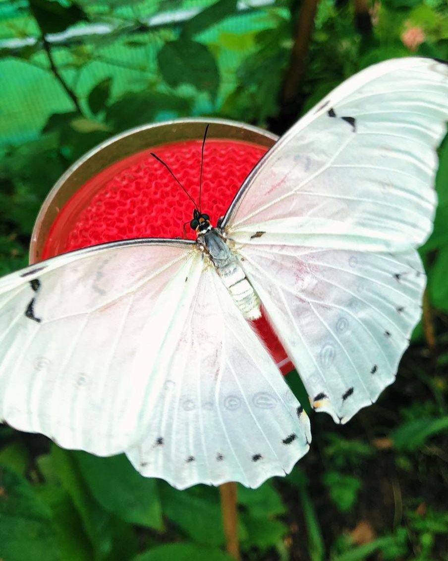 White Morpho | Morpho polyphemus PUPAE – Bugs & Butterflies UK