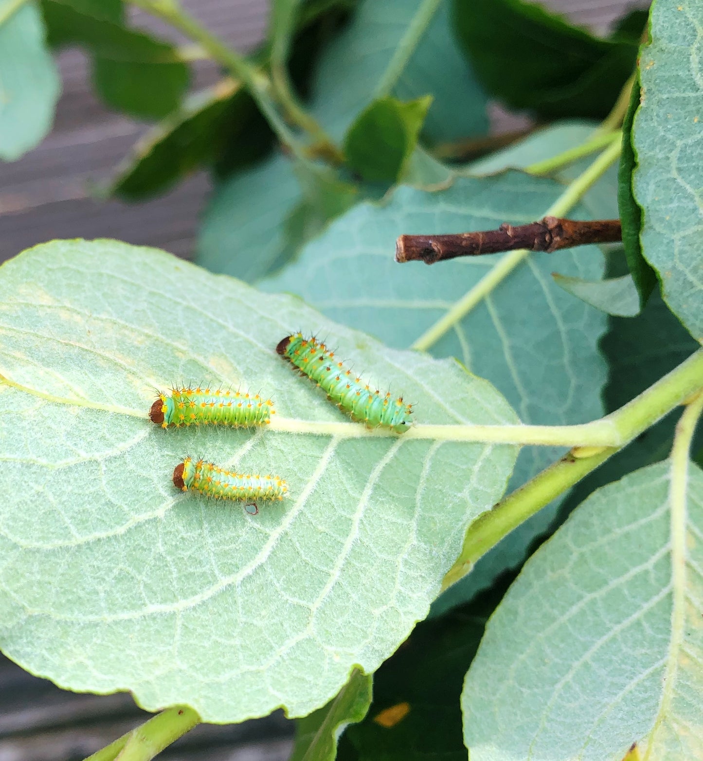 Live butterflies and moths for sale online UK. Order eggs, caterpillars, pupae, and cocoons. Watch the lifecycle unfold with insects to rear at home!