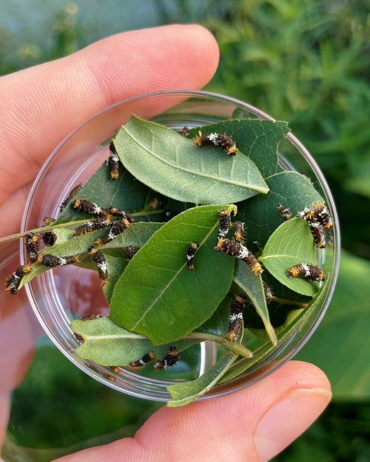 Live butterfly eggs for sale online UK