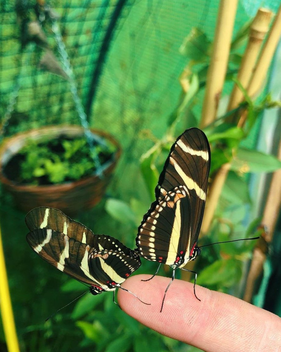 Live butterfly pupae for sale online UK