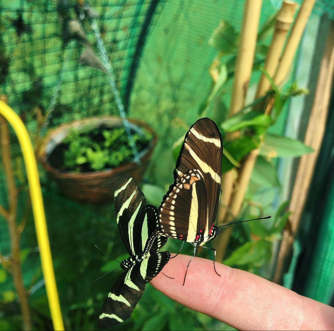 Live butterfly pupae for sale online UK