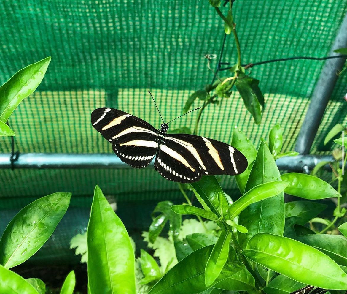 Live butterfly pupae for sale online UK