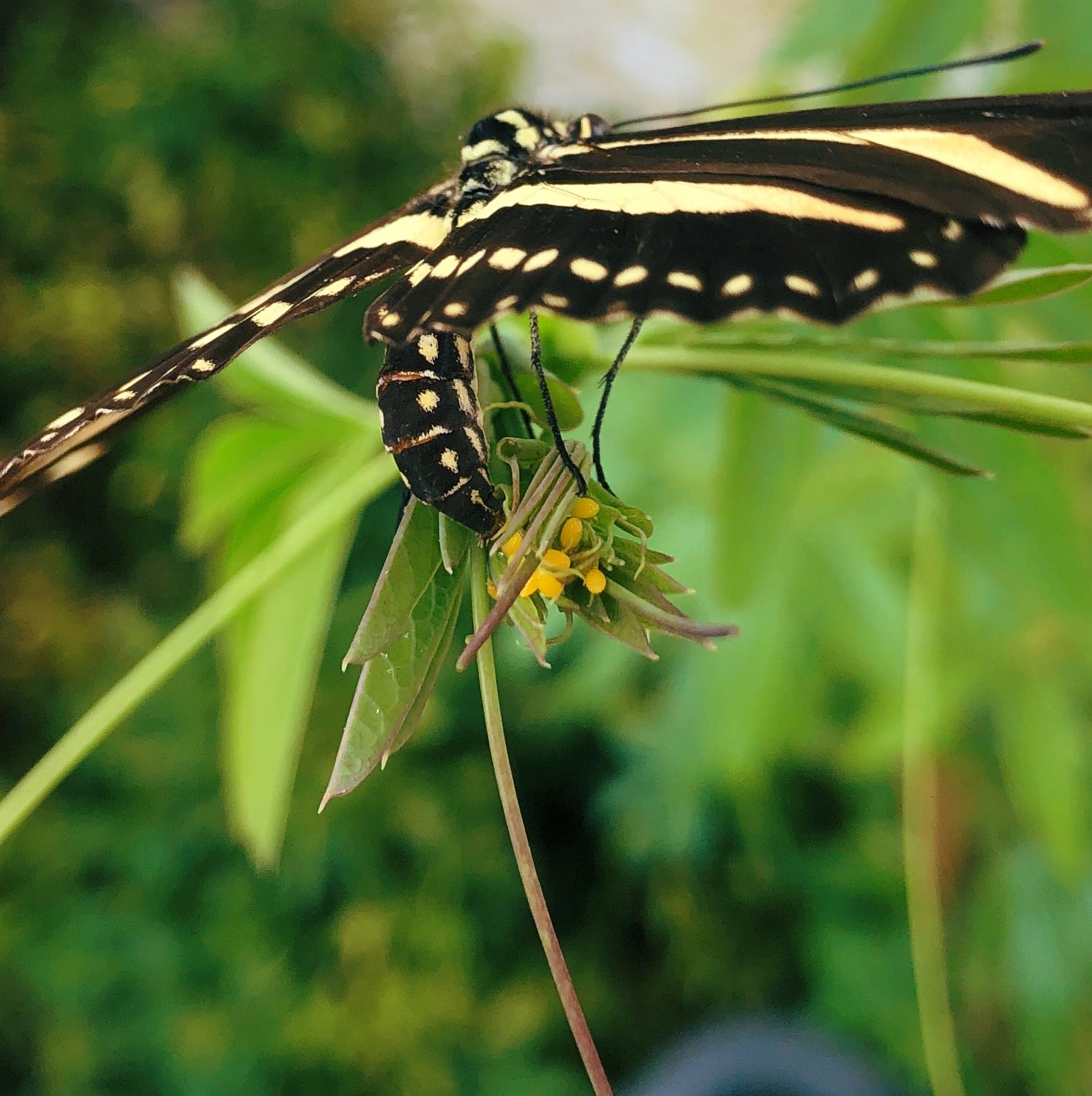 Live butterflies and moths for sale online UK. Order eggs, caterpillars, pupae, and cocoons. Watch the lifecycle unfold with insects to rear at home!