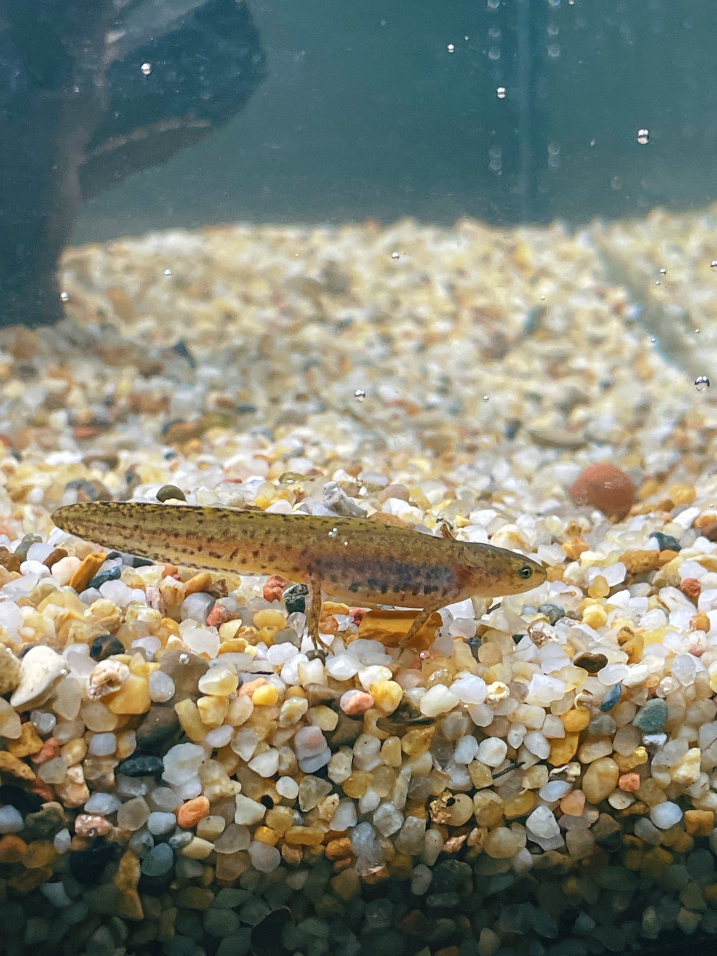 Italian Alpine Newt (Ichthyosaura alpestris apuanus) | EGGS