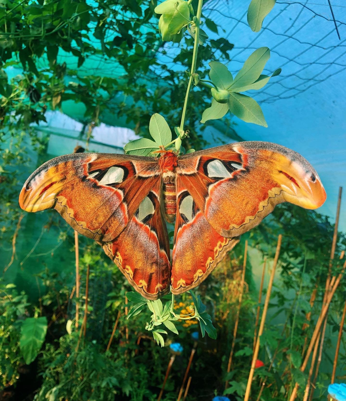 Giant Atlas Moth | Attacus atlas COCOONS