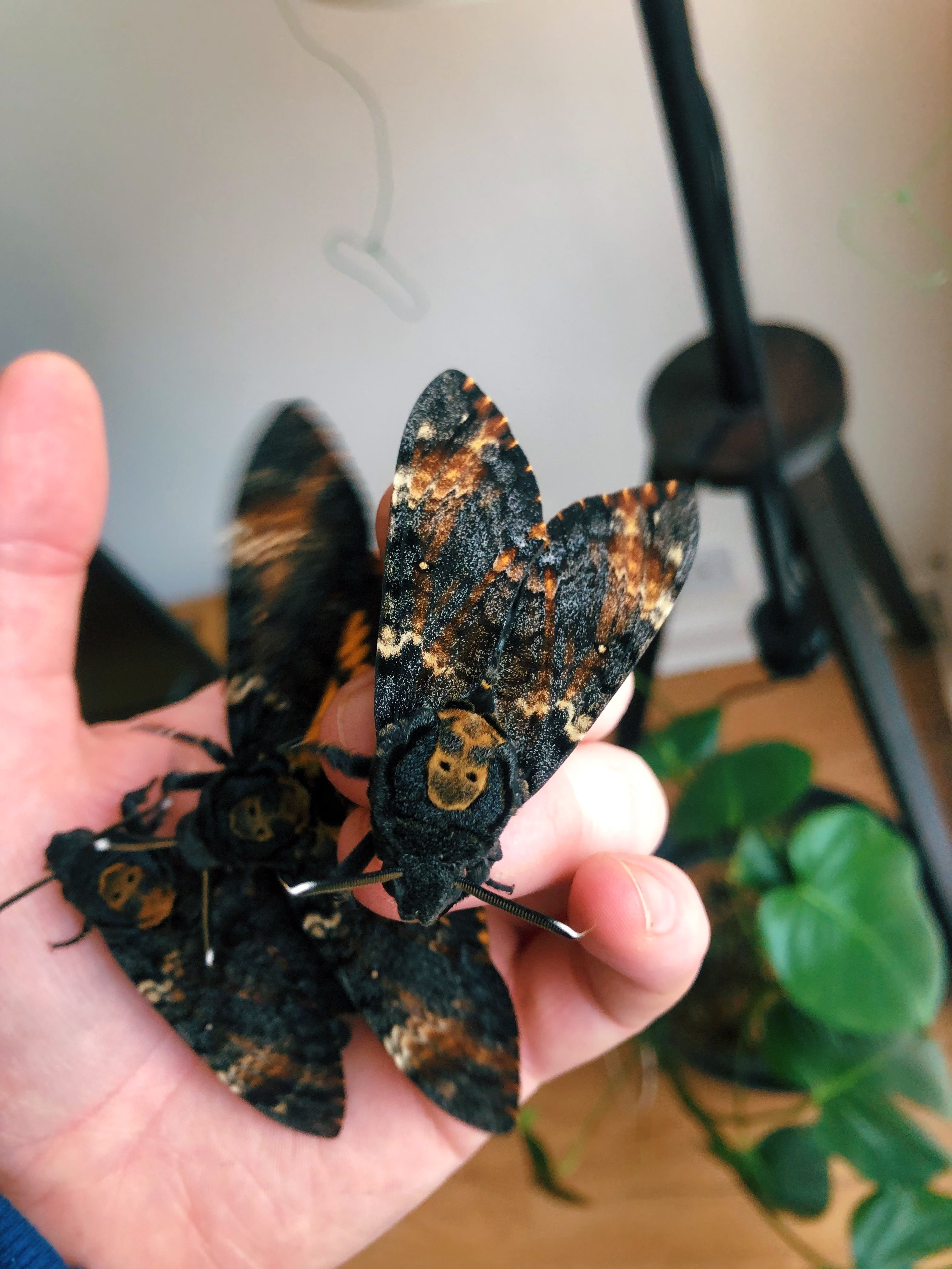 Live butterflies and moths for sale online UK. Order eggs, caterpillars, pupae, and cocoons. Watch the lifecycle unfold with insects to rear at home!