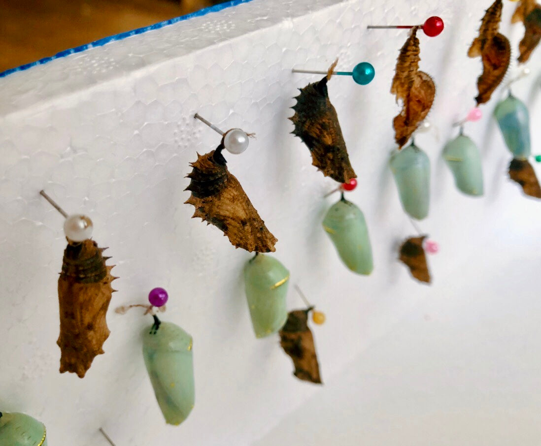 Live butterflies and moths for sale online UK. Order eggs, caterpillars, pupae, and cocoons. Watch the lifecycle unfold with insects to rear at home!