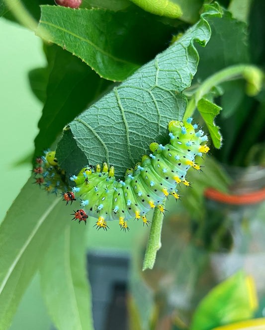 Robin Moth (Hyalophora cecropia) | EGGS