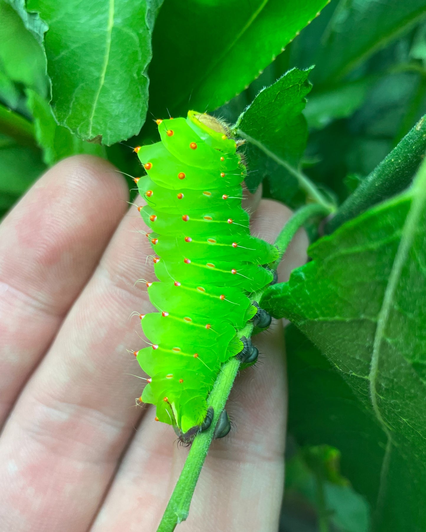 Polyphemus Silk-Moth (Antheraea polyphemus) | EGGS