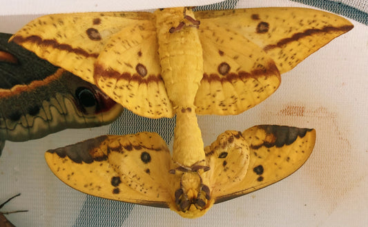 Live butterflies and moths for sale online UK. Order eggs, caterpillars, pupae, and cocoons. Watch the lifecycle unfold with insects to rear at home!