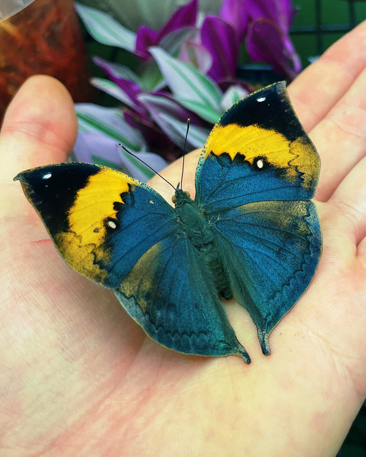 Indian Leaf Butterfly PUPAE (Kallima inachus)