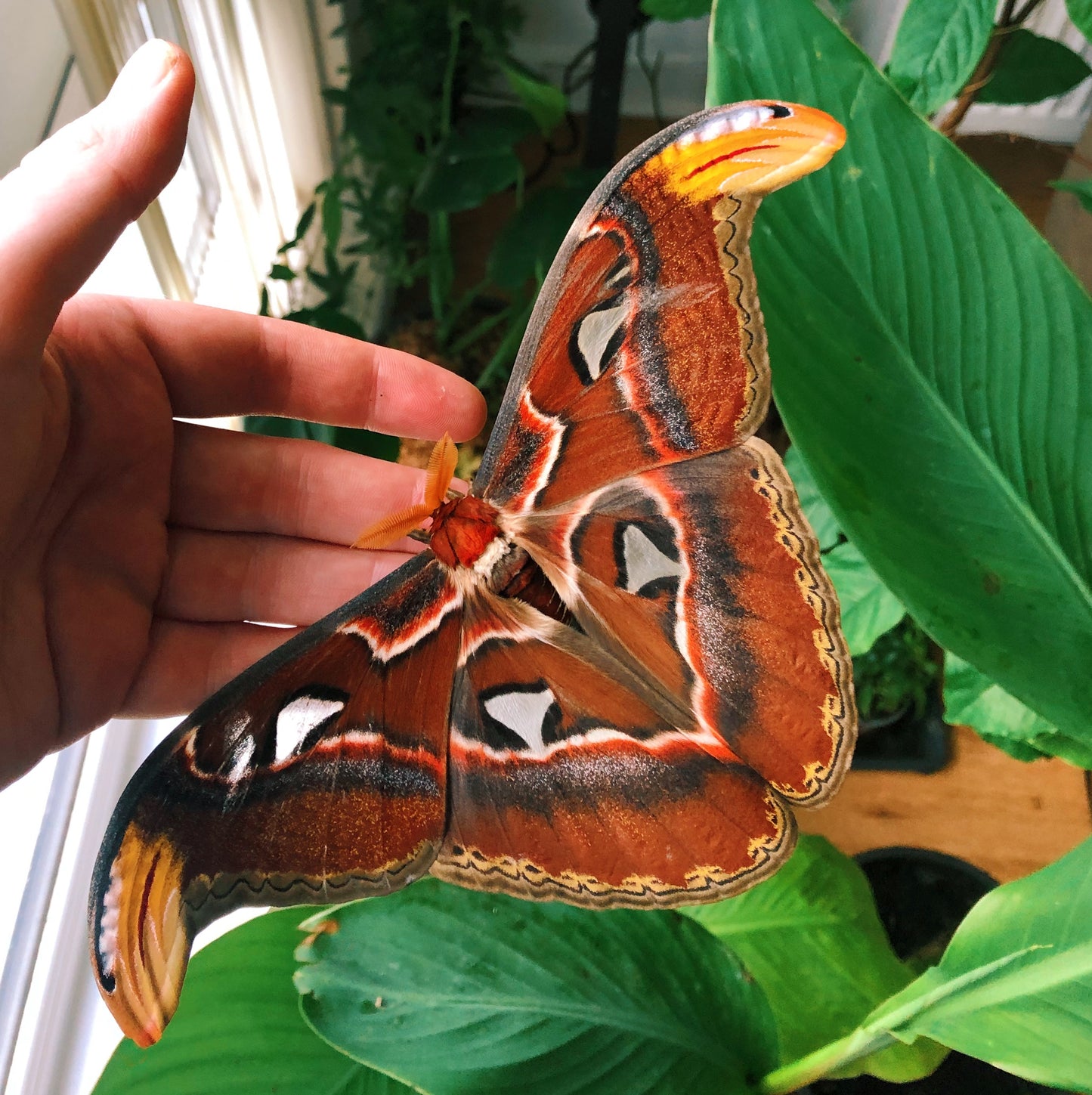 Live butterflies and moths for sale online UK. Order eggs, caterpillars, pupae, and cocoons. Watch the lifecycle unfold with insects to rear at home!