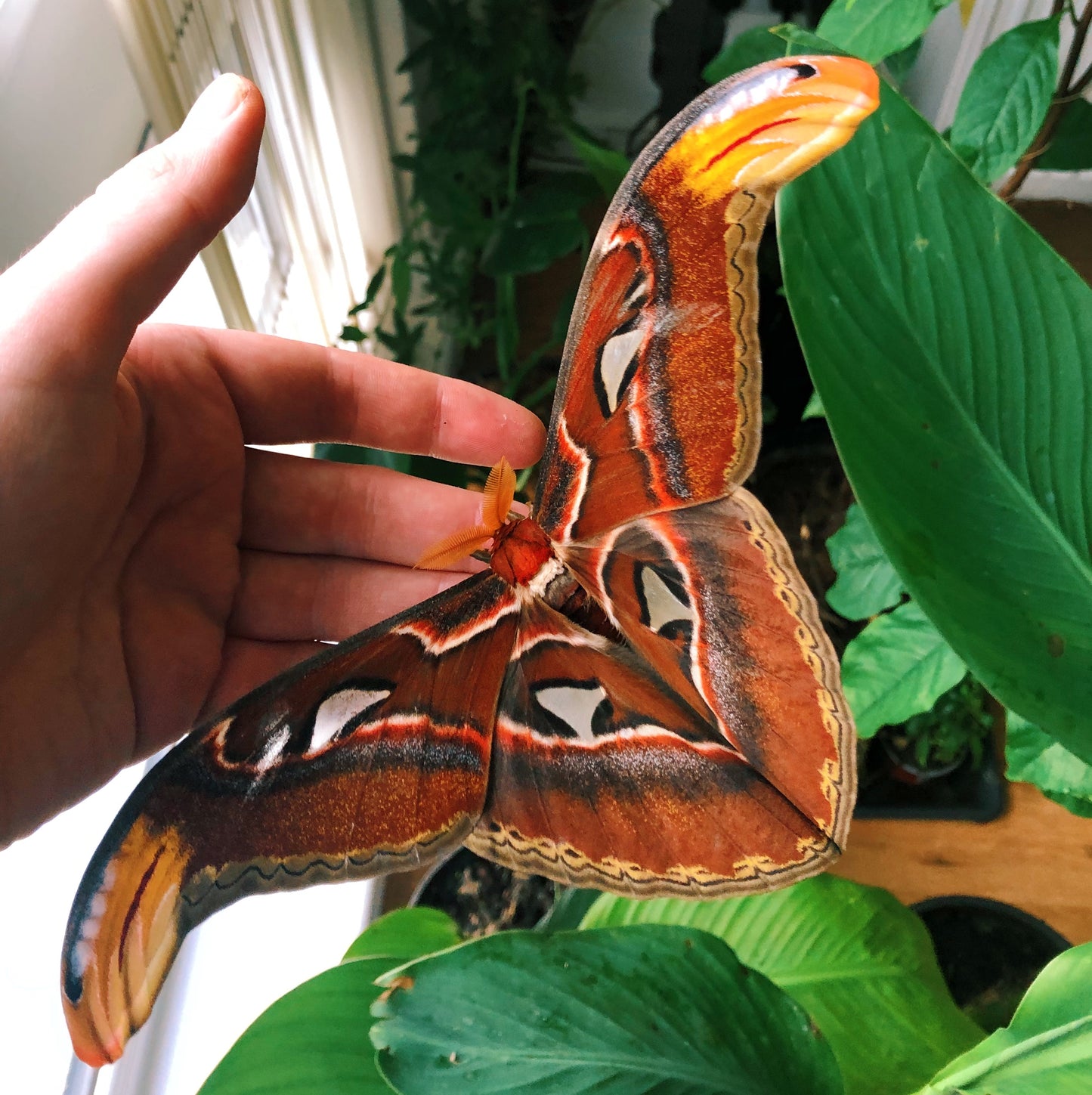 Live butterflies and moths for sale online UK. Order eggs, caterpillars, pupae, and cocoons. Watch the lifecycle unfold with insects to rear at home!