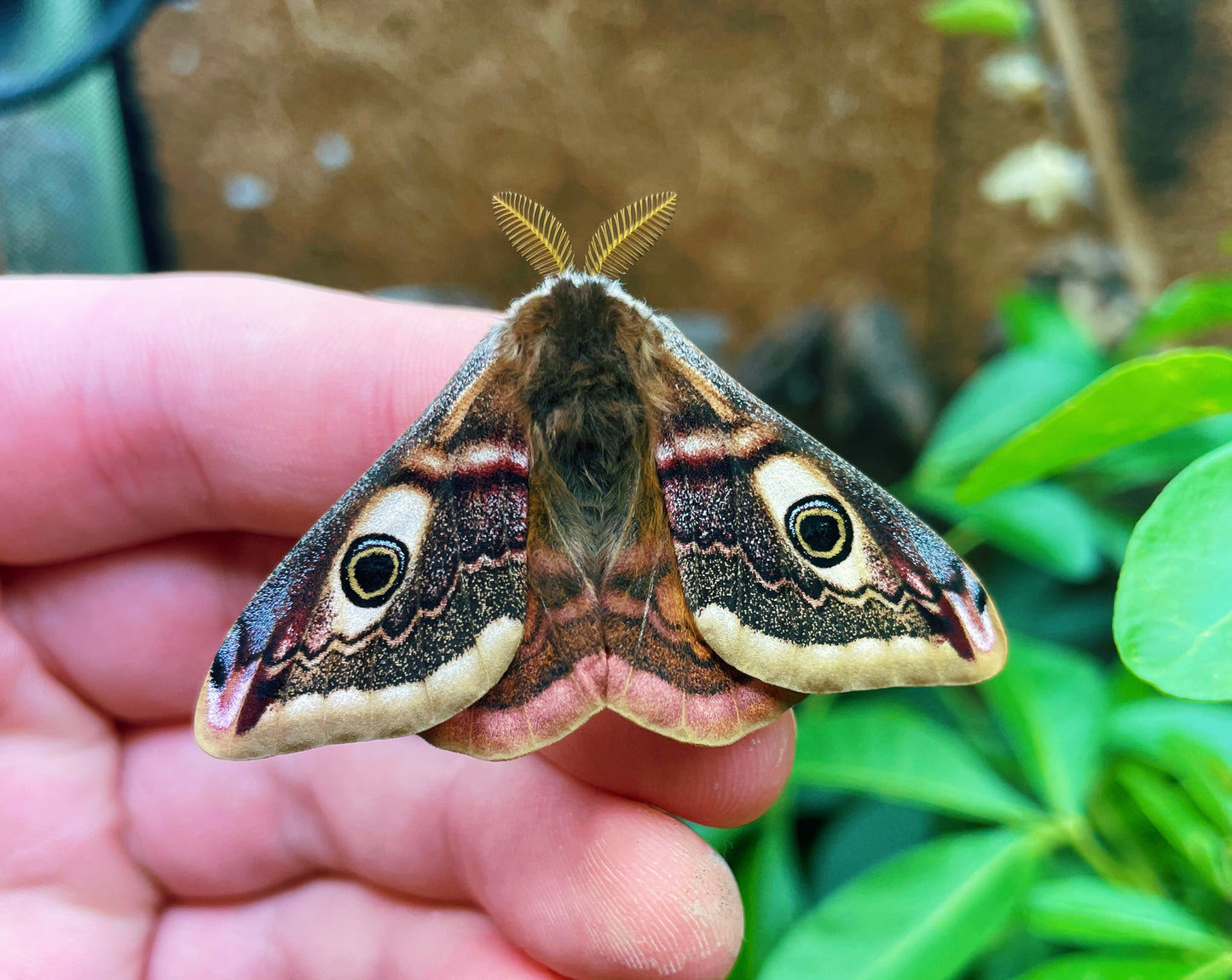 Live butterflies and moths for sale online UK. Order eggs, caterpillars, pupae, and cocoons. Watch the lifecycle unfold with insects to rear at home!