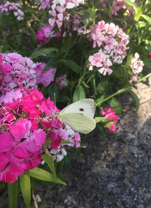 Large White Butterfly | Pieris brassicae EGGS