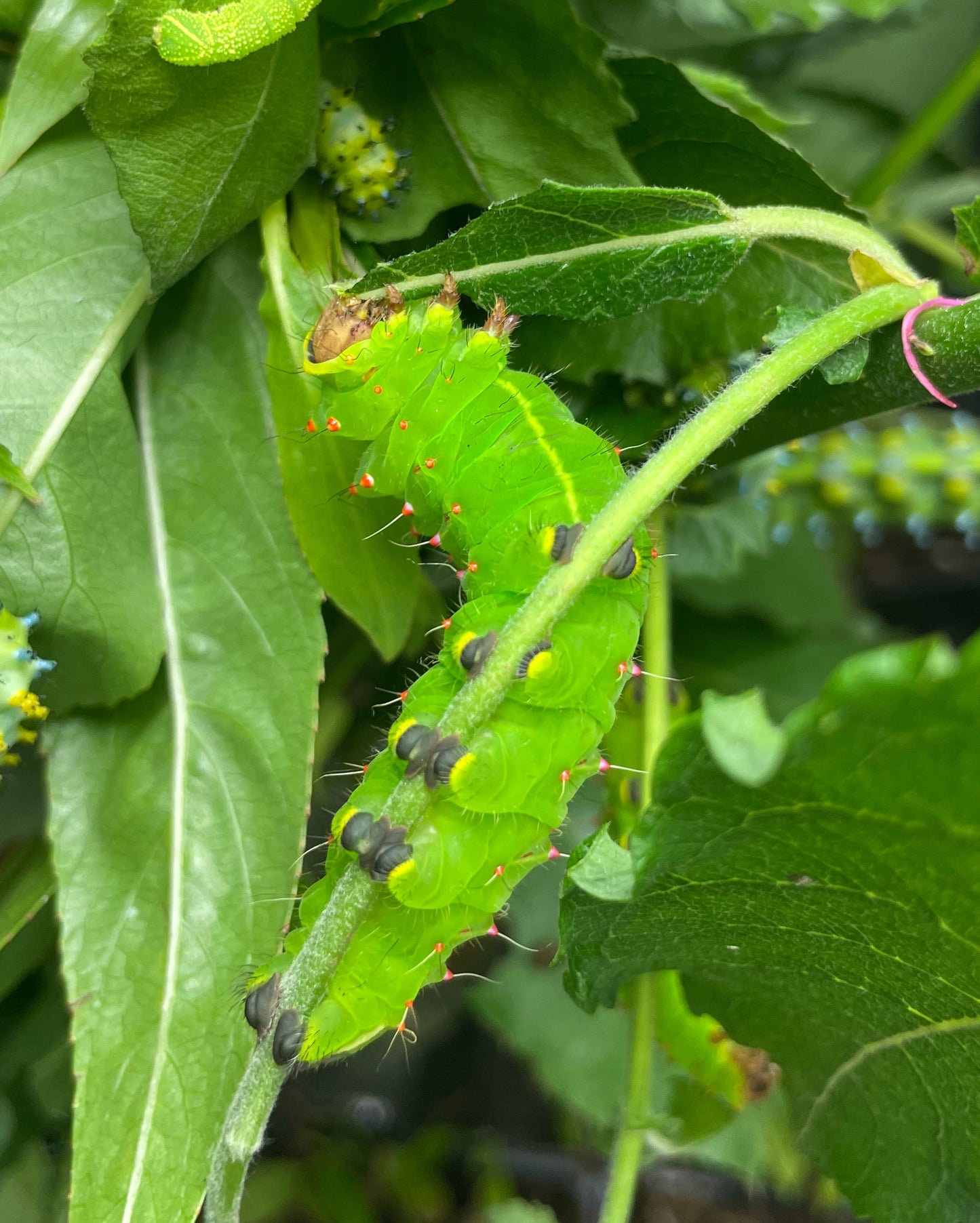 Polyphemus Silk-Moth (Antheraea polyphemus) | EGGS