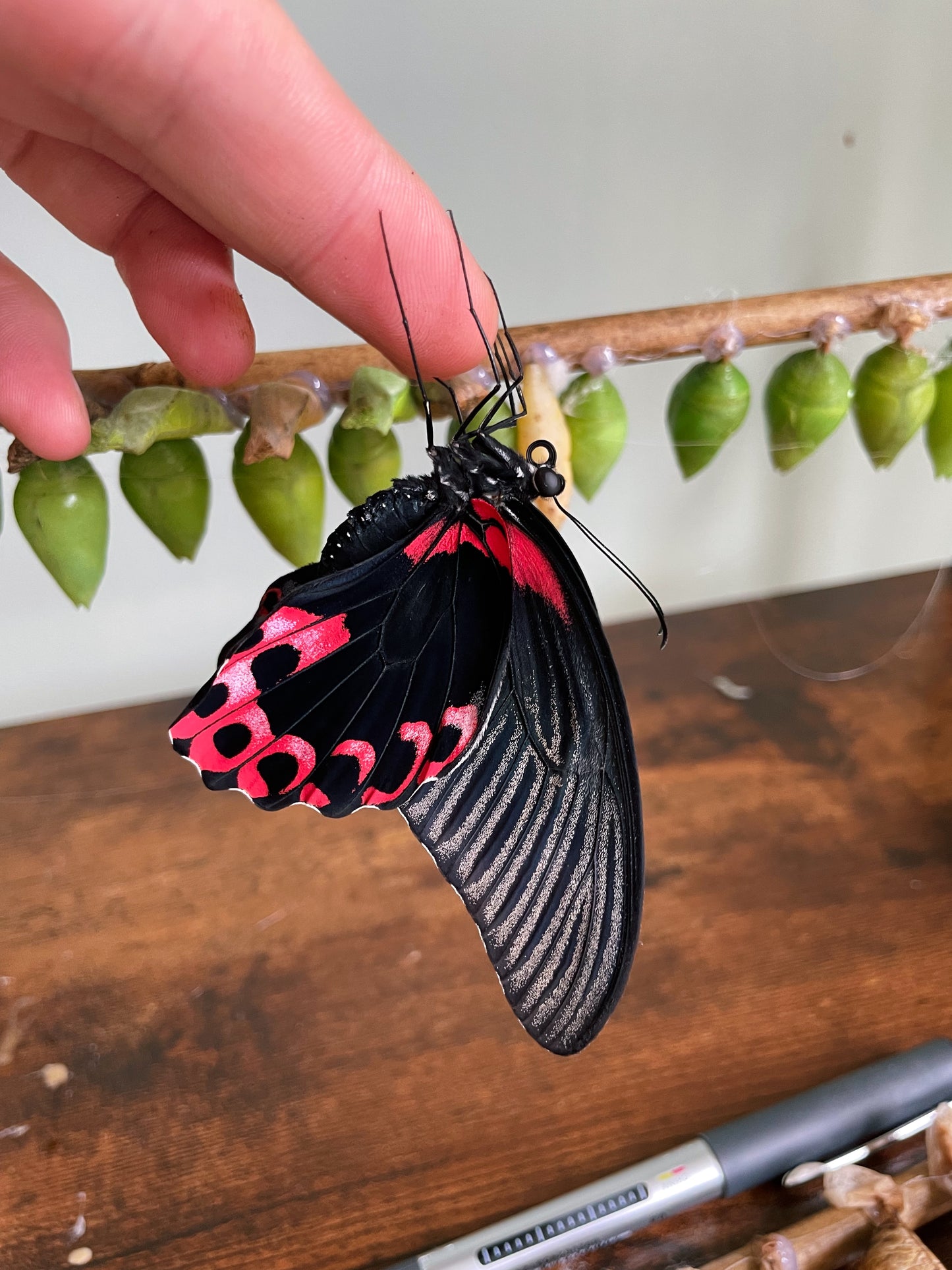 Live butterflies and moths for sale online UK. Order eggs, caterpillars, pupae, and cocoons. Watch the lifecycle unfold with insects to rear at home!