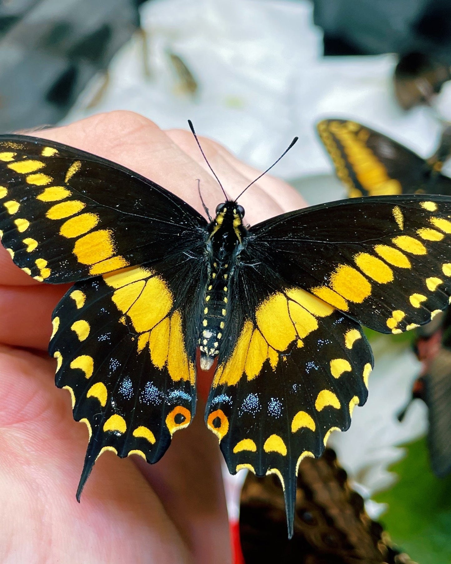 Live butterflies and moths for sale online UK. Order eggs, caterpillars, pupae, and cocoons. Watch the lifecycle unfold with insects to rear at home!